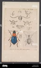 Attēlu rezultāti vaicājumam “Lebia chlorocephala”