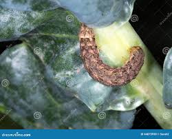 Attēlu rezultāti vaicājumam “Mamestra brassicae pupa”