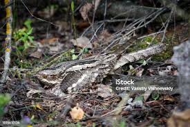 Attēlu rezultāti vaicājumam “Caprimulgus europaeus eggs”