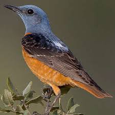 Image result for Monticola saxatilis