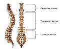 Atlas Chiropractic of Colorado Springs Colorado