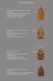 Attēlu rezultāti vaicājumam “Pandemis cinnamomeana”