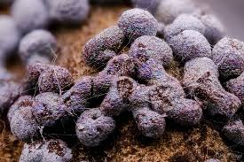 Attēlu rezultāti vaicājumam “Diderma cinereum spores”