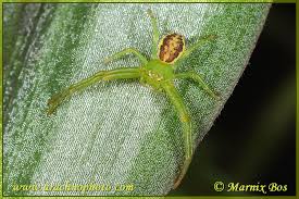 Attēlu rezultāti vaicājumam “Diaea dorsata male”