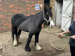 Image result for South Weylands Equestrian