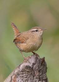 Attēlu rezultāti vaicājumam “Troglodytes troglodytes”