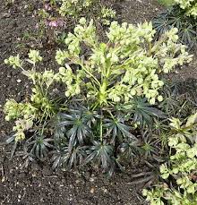 Image result for Nieswurz