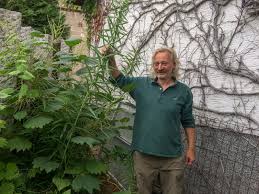 Attēlu rezultāti vaicājumam “Polygonatum verticillatum”