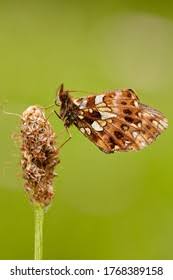 Attēlu rezultāti vaicājumam “Clossiana euphrosyne upperside”