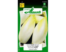 Image result for Zichorie