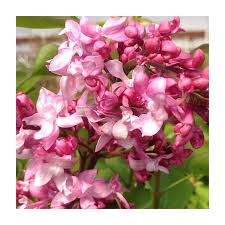 Attēlu rezultāti vaicājumam “Syringa vulgaris flower”