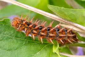 Attēlu rezultāti vaicājumam “Argynnis adippe”