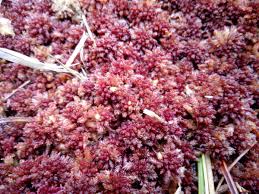 Attēlu rezultāti vaicājumam “Sphagnum rubellum”