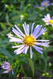 Attēlu rezultāti vaicājumam “Symphytocarpus sp.”