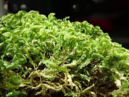 Attēlu rezultāti vaicājumam “Homalia trichomanoides sporophyte”