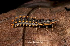 Attēlu rezultāti vaicājumam “Lycidae”