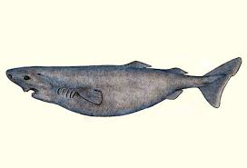 Image result for Somniosus pacificus