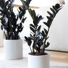 Image result for zamiokulkas