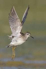 Attēlu rezultāti vaicājumam “Tringa glareola adult”