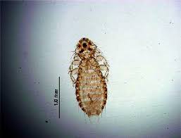 Attēlu rezultāti vaicājumam “Podiceps cristatus adult”