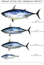 Image result for Euthynnus affinis