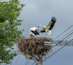 Attēlu rezultāti vaicājumam “Grus grus nest”