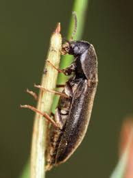 Attēlu rezultāti vaicājumam “Xylita laevigata”