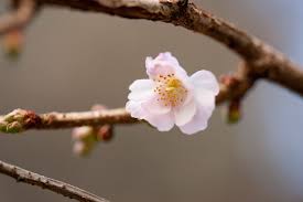 Attēlu rezultāti vaicājumam “Prunus cerasifera var. divaricata bud”