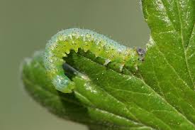 Attēlu rezultāti vaicājumam “Nematus ribesii larva”