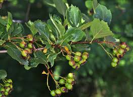 Attēlu rezultāti vaicājumam “Crataegus macracantha flower”
