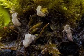 Attēlu rezultāti vaicājumam “Ceratiomyxa morchella spores”