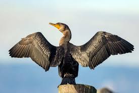 Image result for Phalacrocorax auritus