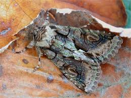 Attēlu rezultāti vaicājumam “Allophyes oxyacanthae”