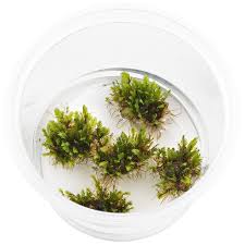 Attēlu rezultāti vaicājumam “Fissidens pusillus sporophyte”