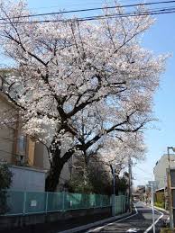 「桃井桜」の画像検索結果