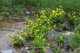 Attēlu rezultāti vaicājumam “Caltha palustris”