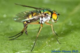 Attēlu rezultāti vaicājumam “Dolichopodidae”