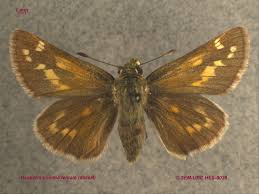 Attēlu rezultāti vaicājumam “Hesperia comma underside”