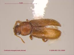 Attēlu rezultāti vaicājumam “Dienerella elongata”