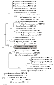 Attēlu rezultāti vaicājumam “Didymium clavus spores”