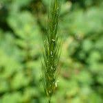 Attēlu rezultāti vaicājumam “Hordelymus europaeus leaf”