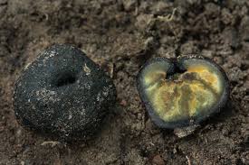 Attēlu rezultāti vaicājumam “Pachyphloeus melanoxanthus”