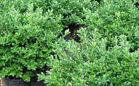 Green Luster Holly Picture. Loading Picture - 3135-Green-Luster-Holly
