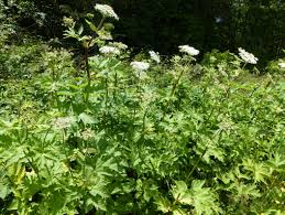 Image result for Heracleum sphondylium