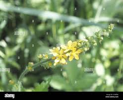 Attēlu rezultāti vaicājumam “Agrimonia pilosa”