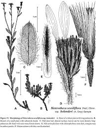 Attēlu rezultāti vaicājumam “Tubifera applanata sessile”