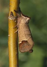 Attēlu rezultāti vaicājumam “Clostera curtula”