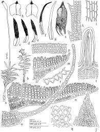 Attēlu rezultāti vaicājumam “Pogonatum urnigerum macro”