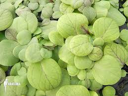 Attēlu rezultāti vaicājumam “Utricularia intermedia leaf”