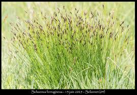 Attēlu rezultāti vaicājumam “Schoenus ferrugineus flower”